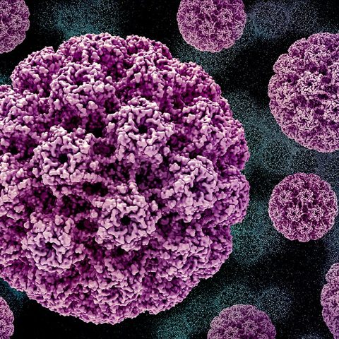Sudan virus electron micrograph