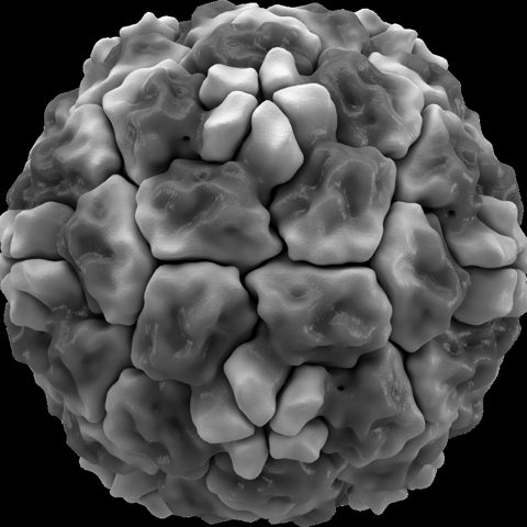 Enterovirus A71 electron micrograph