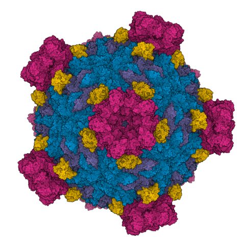 Venezuelan equine encephalitis virus electron micrograph