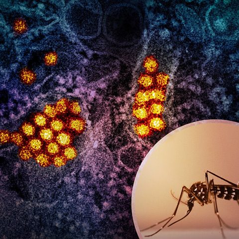 Influenza B Victoria electron micrograph