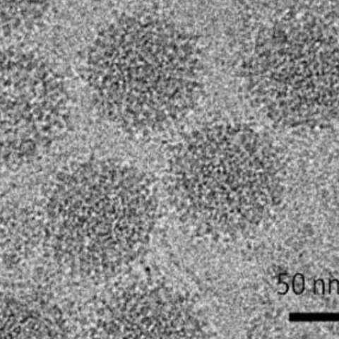 Usutu virus electron micrograph