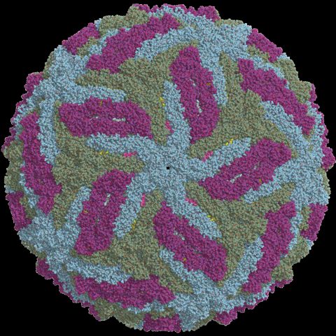 Eastern equine encephalitis virus electron micrograph