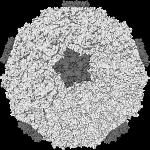 Coxsackievirus A16 electron micrograph