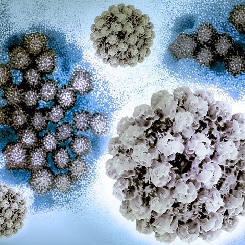 Parvovirus B19 electron micrograph
