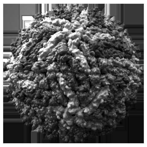 Rift Valley fever virus electron micrograph