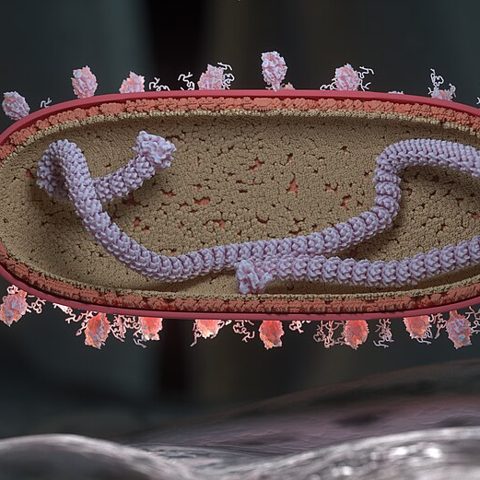 Canine distemper virus electron micrograph