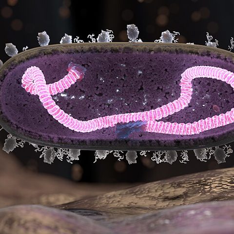 Hepatitis E virus electron micrograph