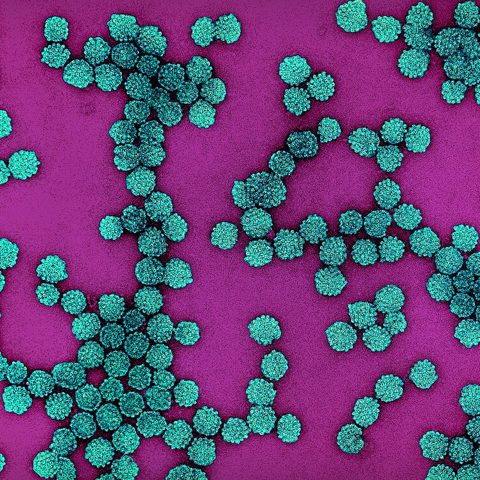 COVID Beta variant electron micrograph